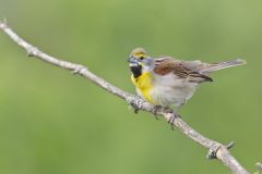 Dickcissel, Spiza americana