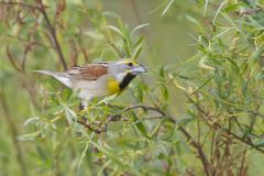 Dickcissel, Spiza americana
