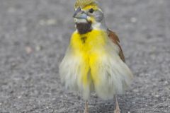 Dickcissel, Spiza americana