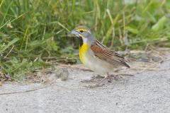 Dickcissel, Spiza americana