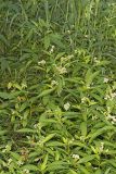 Ditch Stonecrop, Penthorum sedoides