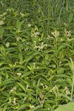 Ditch Stonecrop, Penthorum sedoides