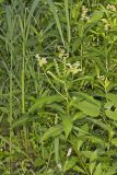 Ditch Stonecrop, Penthorum sedoides