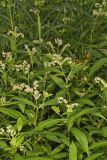Ditch Stonecrop, Penthorum sedoides