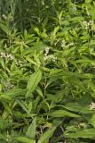 Ditch Stonecrop, Penthorum sedoides