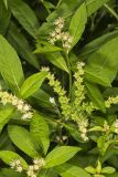 Ditch Stonecrop, Penthorum sedoides