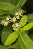 Ditch Stonecrop, Penthorum sedoides