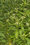 Ditch Stonecrop, Penthorum sedoides