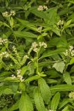 Ditch Stonecrop, Penthorum sedoides