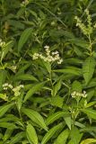 Ditch Stonecrop, Penthorum sedoides