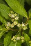 Ditch Stonecrop, Penthorum sedoides