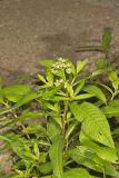 Ditch Stonecrop, Penthorum sedoides