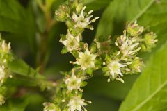 Ditch Stonecrop