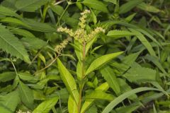 Ditch Stonecrop, Penthorum sedoides
