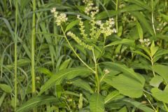 Ditch Stonecrop, Penthorum sedoides