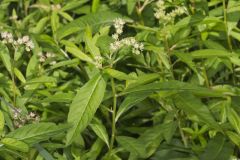 Ditch Stonecrop, Penthorum sedoides