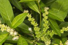 Ditch Stonecrop, Penthorum sedoides