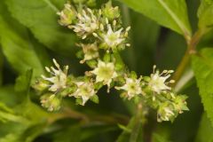 Ditch Stonecrop, Penthorum sedoides