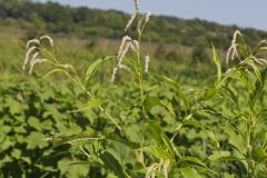 Dock-leaved Smartweed, Persicaria lapathifolia