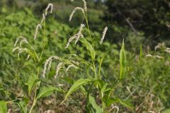 Dock-leaved Smartweed, Persicaria lapathifolia