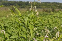 Dock-leaved Smartweed, Persicaria lapathifolia