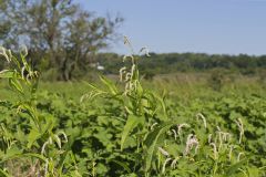 Dock-leaved Smartweed, Persicaria lapathifolia