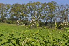 Dock-leaved Smartweed, Persicaria lapathifolia