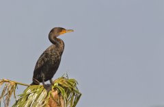 Double-cresterd Cormorant, Phalacrocorax auritus