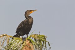 Double-cresterd Cormorant, Phalacrocorax auritus