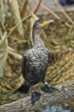 Double-cresterd Cormorant, Phalacrocorax auritus