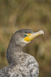 Double-cresterd Cormorant, Phalacrocorax auritus