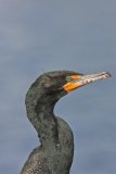 Double-cresterd Cormorant, Phalacrocorax auritus