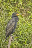 Double-cresterd Cormorant, Phalacrocorax auritus