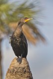 Double-cresterd Cormorant, Phalacrocorax auritus