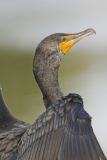 Double-cresterd Cormorant, Phalacrocorax auritus
