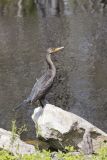 Double-crested Cormorant, Phalacrocorax auritus