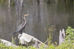 Double-crested Cormorant, Phalacrocorax auritus