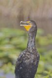 Double-crested Cormorant, Phalacrocorax auritus