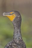 Double-crested Cormorant, Phalacrocorax auritus