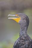 Double-crested Cormorant, Phalacrocorax auritus