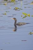 Double-crested Cormorant, Phalacrocorax auritus