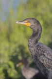 Double-crested Cormorant, Phalacrocorax auritus