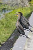 Double-crested Cormorant, Phalacrocorax auritus