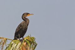 Double-cresterd Cormorant, Phalacrocorax auritus