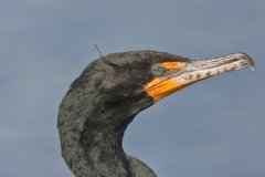 Double-cresterd Cormorant, Phalacrocorax auritus