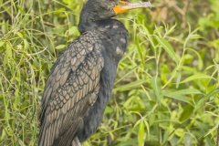 Double-cresterd Cormorant, Phalacrocorax auritus