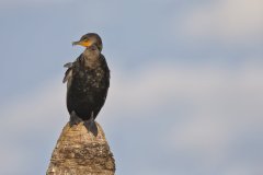 Double-cresterd Cormorant, Phalacrocorax auritus
