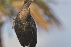 Double-cresterd Cormorant, Phalacrocorax auritus