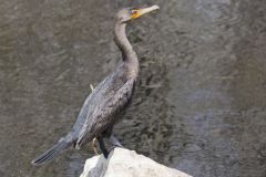 Double-crested Cormorant, Phalacrocorax auritus