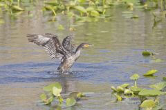 Double-crested Cormorant, Phalacrocorax auritus
